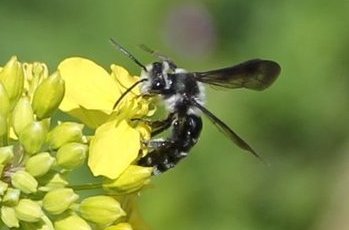Senf-Blauschillersandbiene (Andrena agilissima), Heynitz 2024, Foto: Eike von Watzdorf