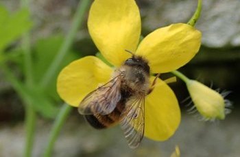 Rostrote Mauerbiene (Osmia bicornis) am Schöllkraut, Heynitz 2020, Foto: Andreas Hurtig