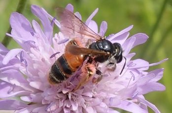 Knautien-Sandbiene (Andrena hattorfiana) auf Wiesen-Witwenblume, Heynitz 2025, Foto: Andreas Hurtig