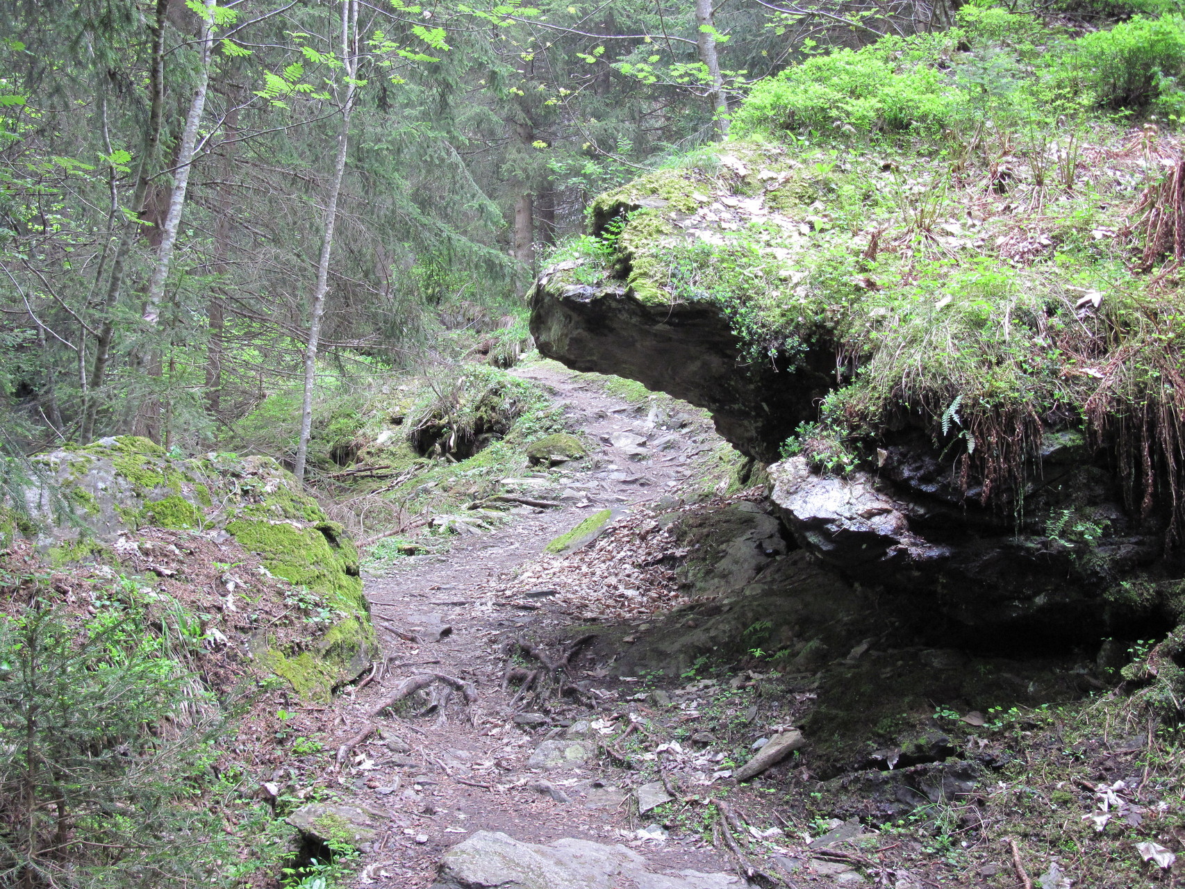 Im Wald Richtung Massaweg - Suonenwanderung zwischen Blatten und Oberried