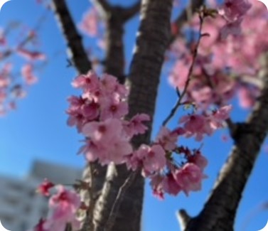 【ゆうりん大森】陽光（ようこう）桜が綺麗でした。