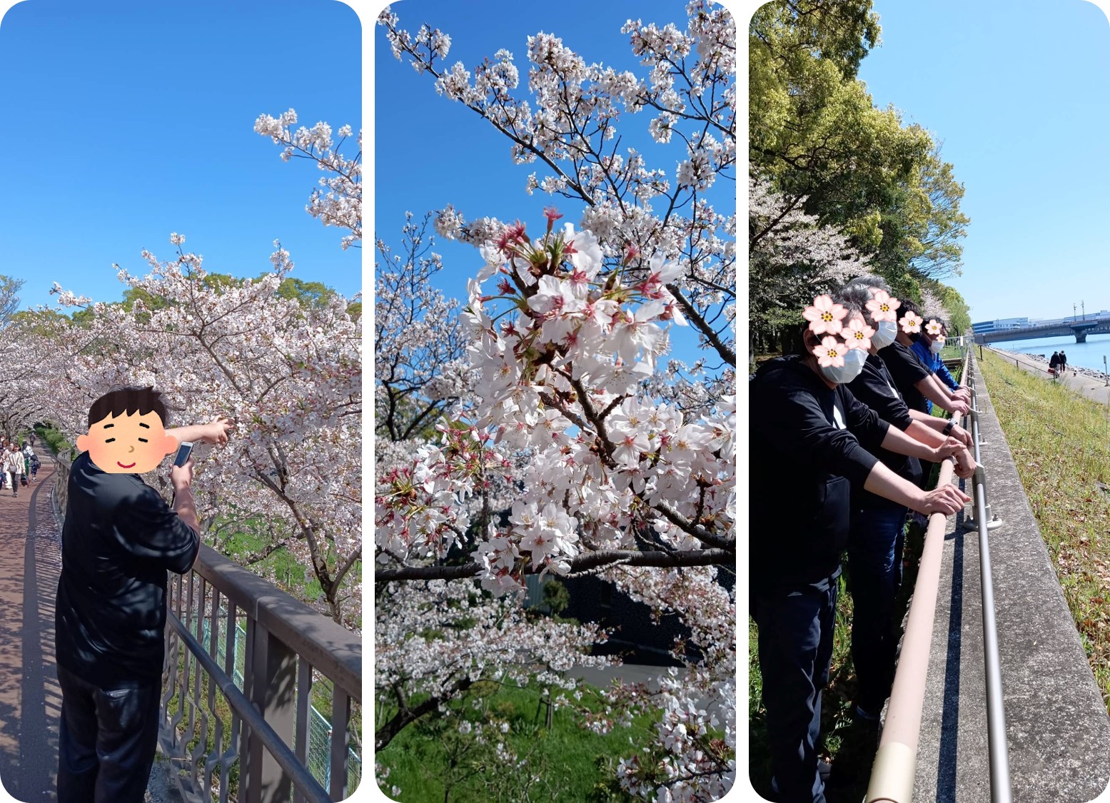 【浜川荘】まだギリ桜お花見ウォーキング～Dr.イエローとの遭遇～