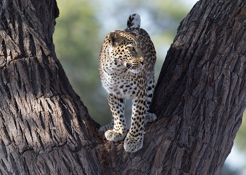 Leopard in a tree, Luipaard in boom