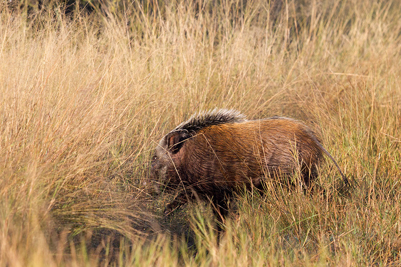Bushpig