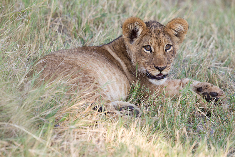 Leeuwenjong, Lion Cub