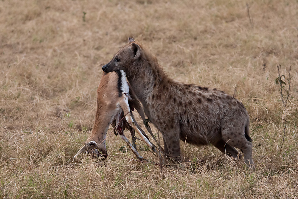 Hyena with Impala