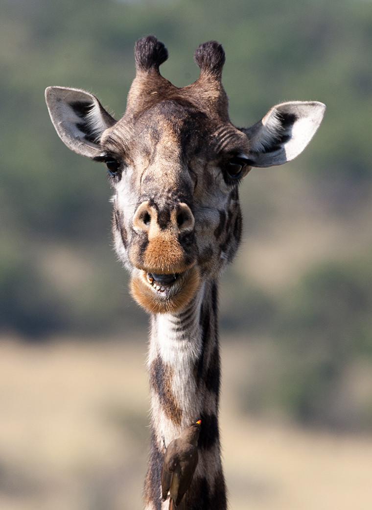 Giraffe