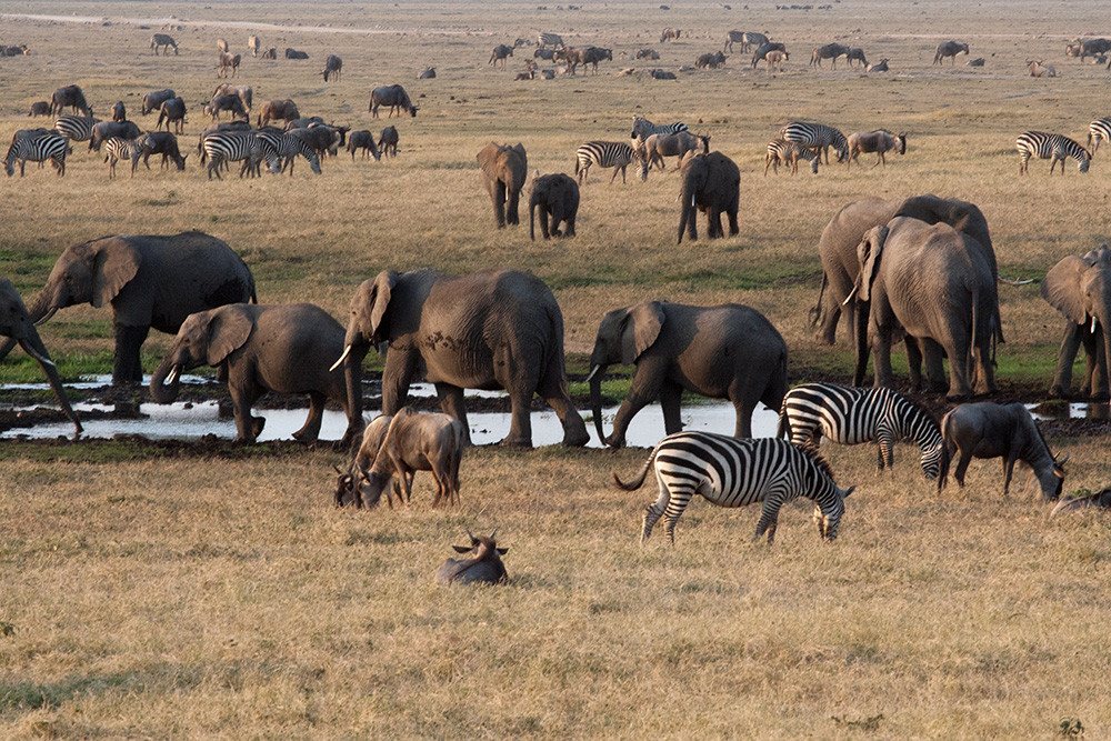 Olifanten in landschap, Elephants in landscape