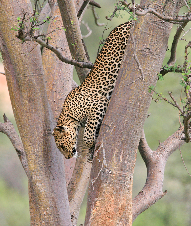 Luipaard, Leopard