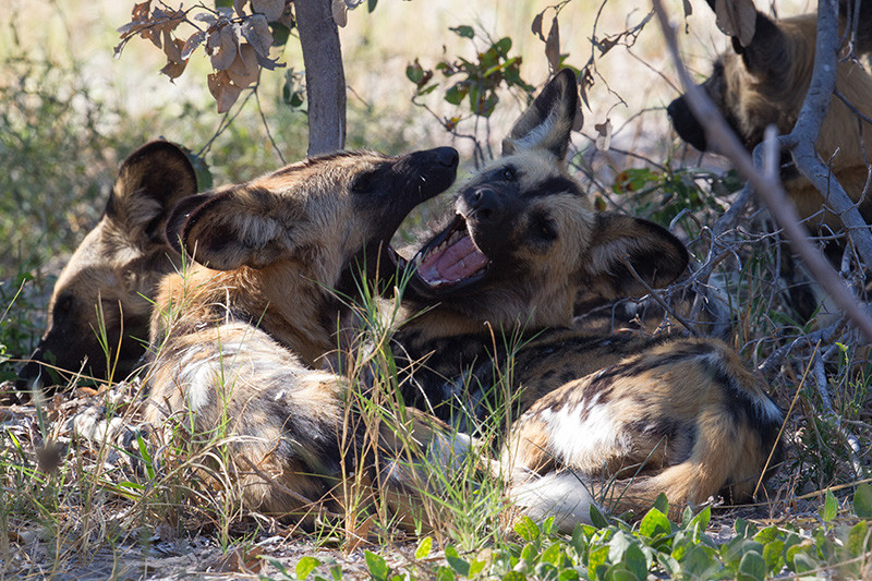 African Wild Dogs, Afrikaanse Wilde Honden
