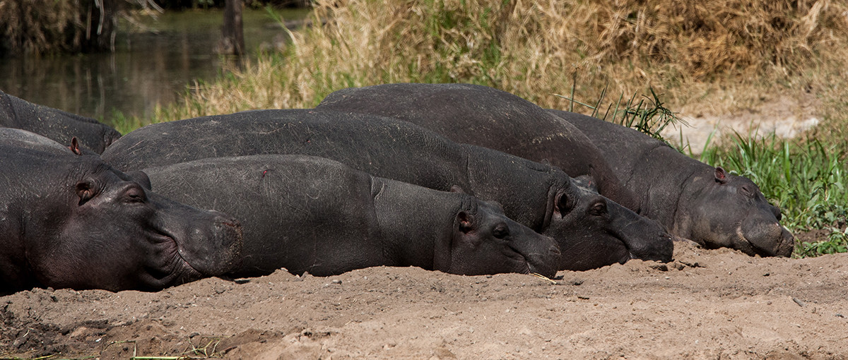 Hippo, Nijlpaarden