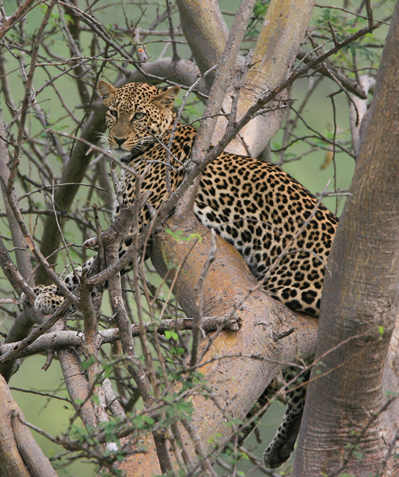 Leopard, Luipaard