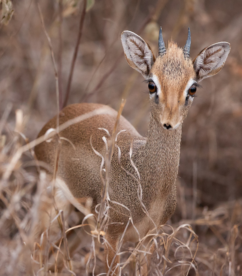 Dik Dik