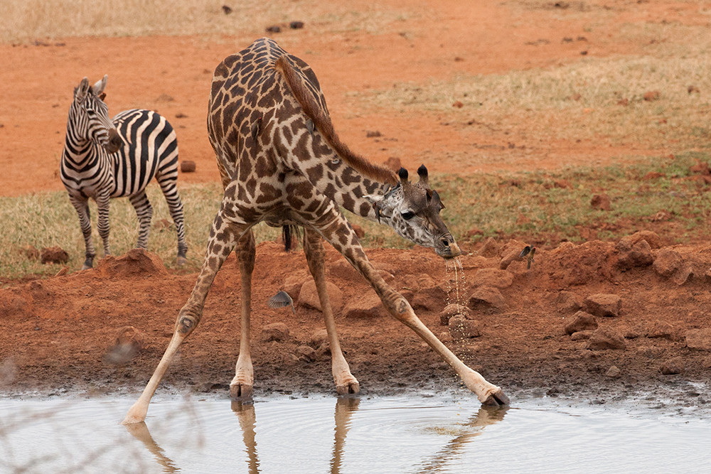Giraffe drinking