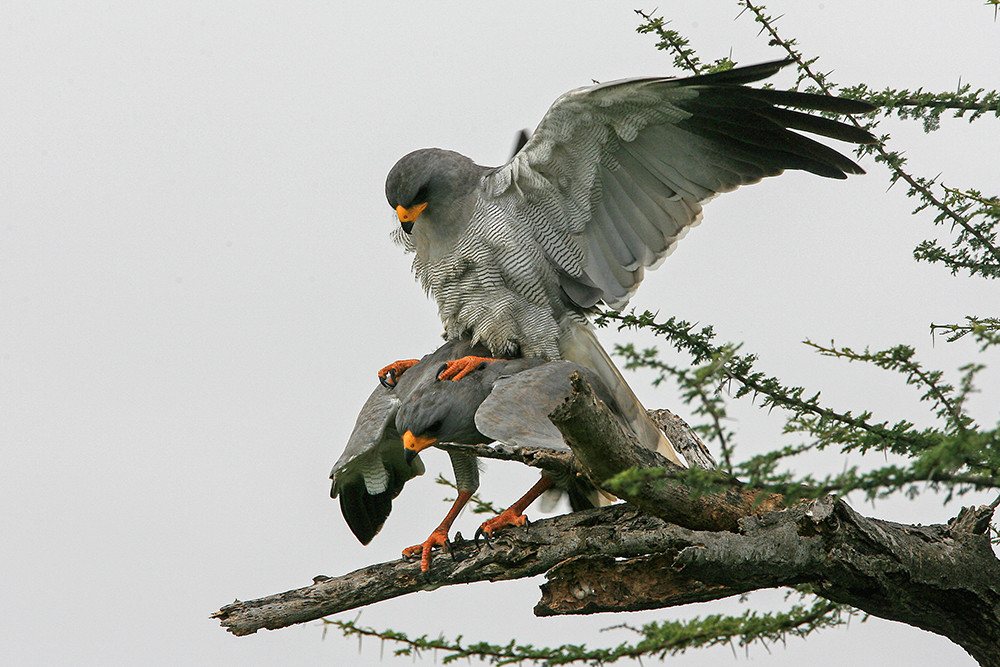 Dark Chanting Goshawk mating