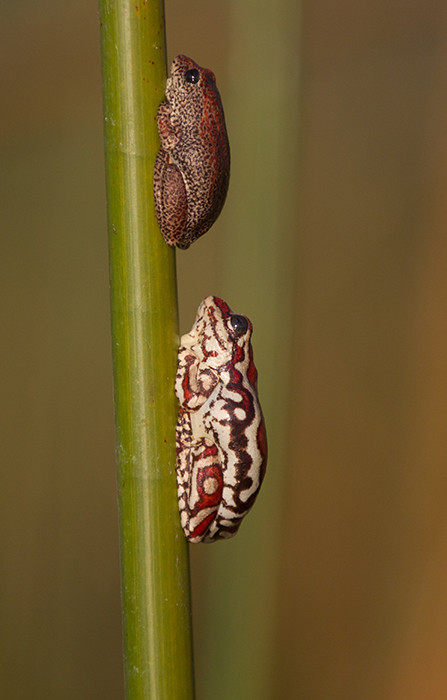 Reed Frogs