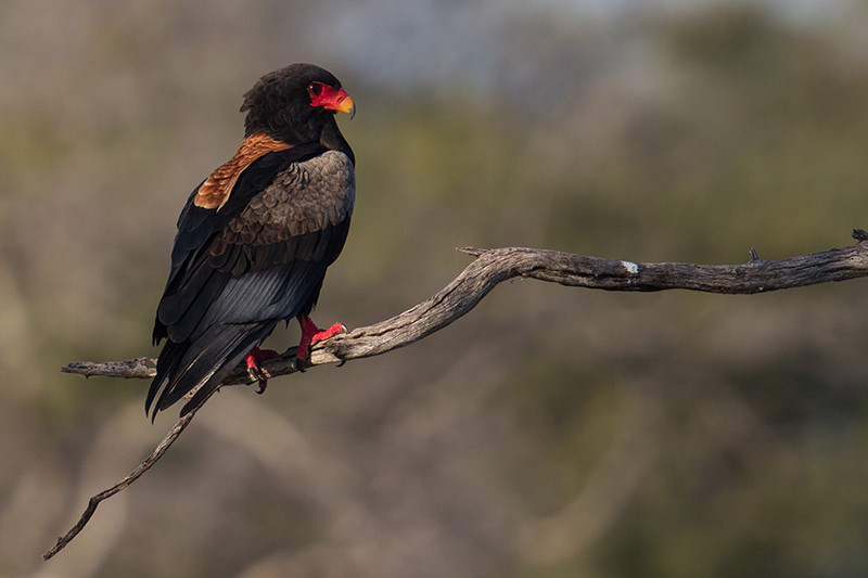 Bateleur