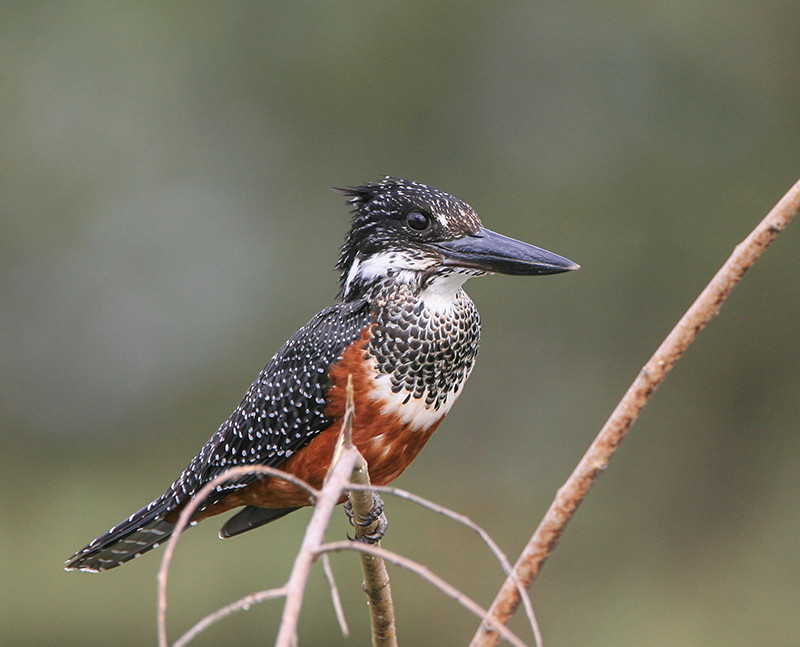 Giant Kingfisher