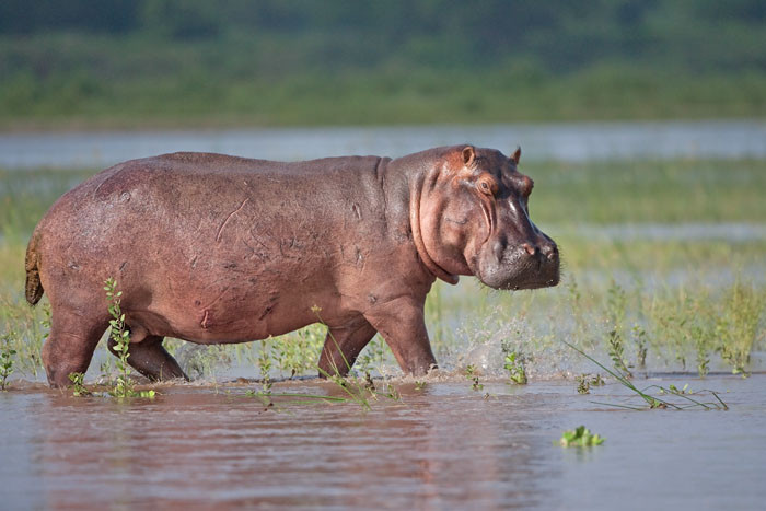 Hippo, Nijlpaard