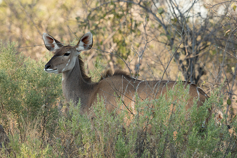Kudu