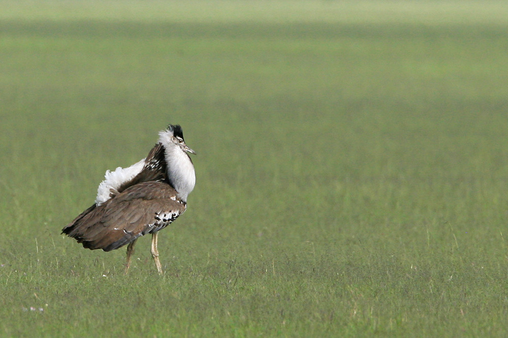 Kori Bustard