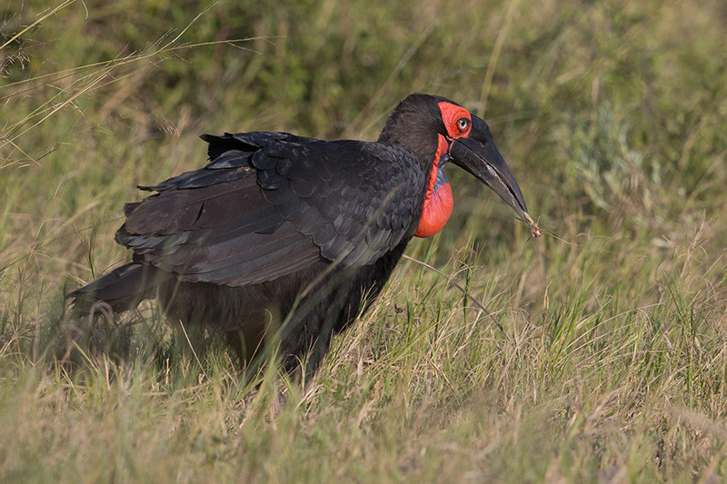 Ground Hornbill