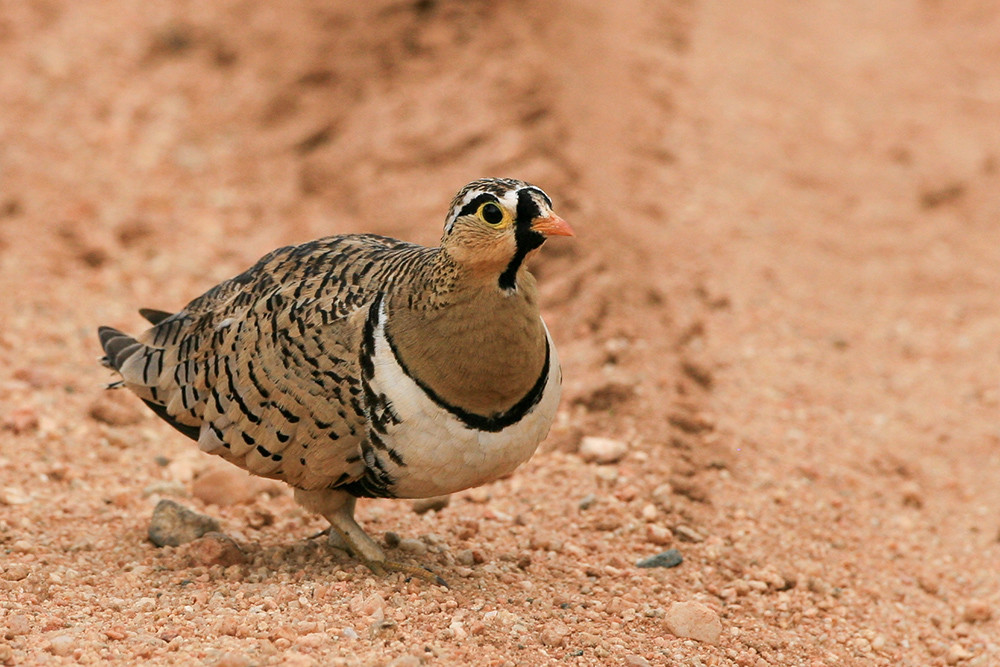 Black faced Sandgrouse