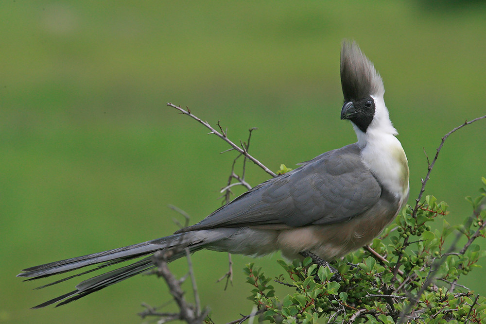 Go=Away Bird