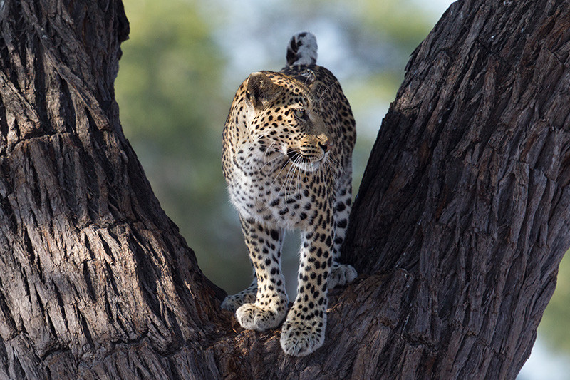 Leopard, Luipaard