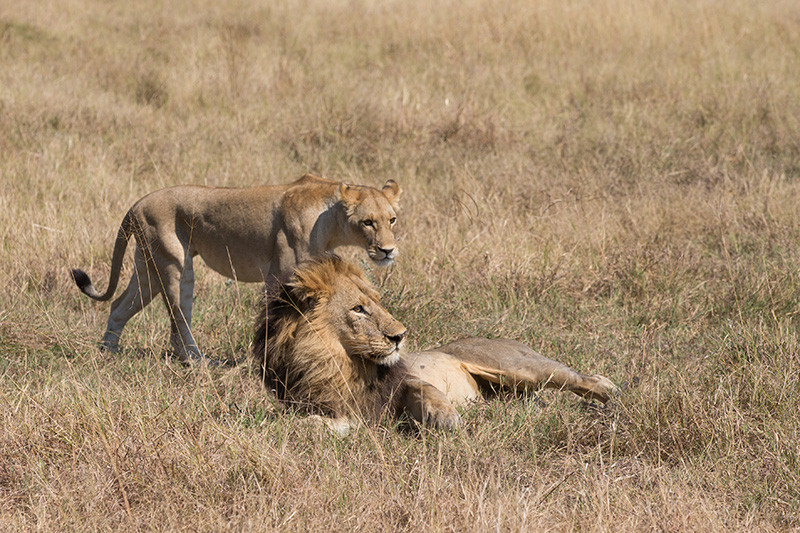 Lion's, Leeuwen