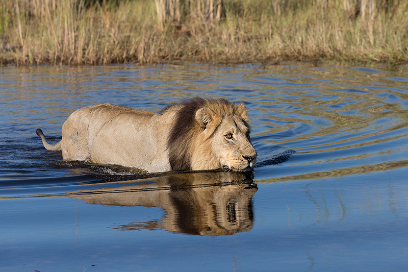 Lion in water