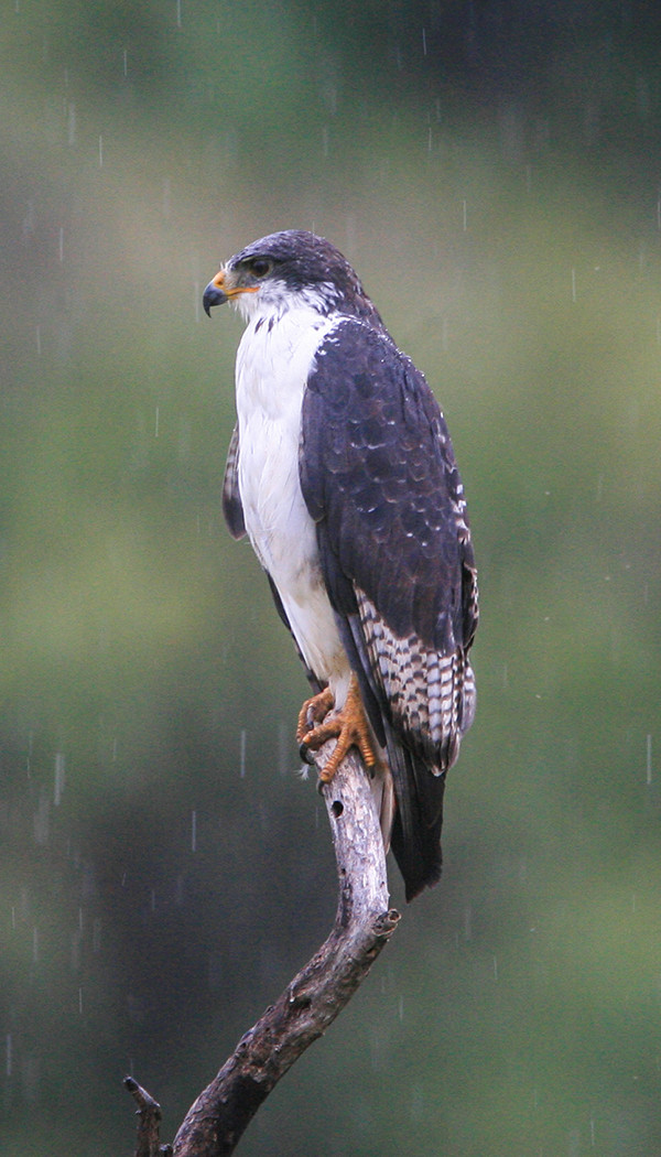 Augur Buzzard