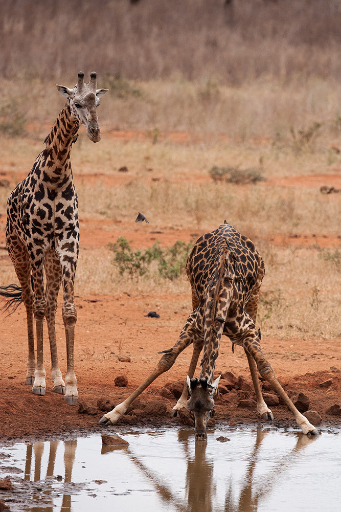 Giraffe