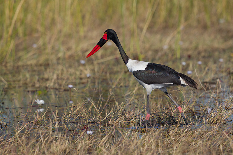 Saddle Billed Stork