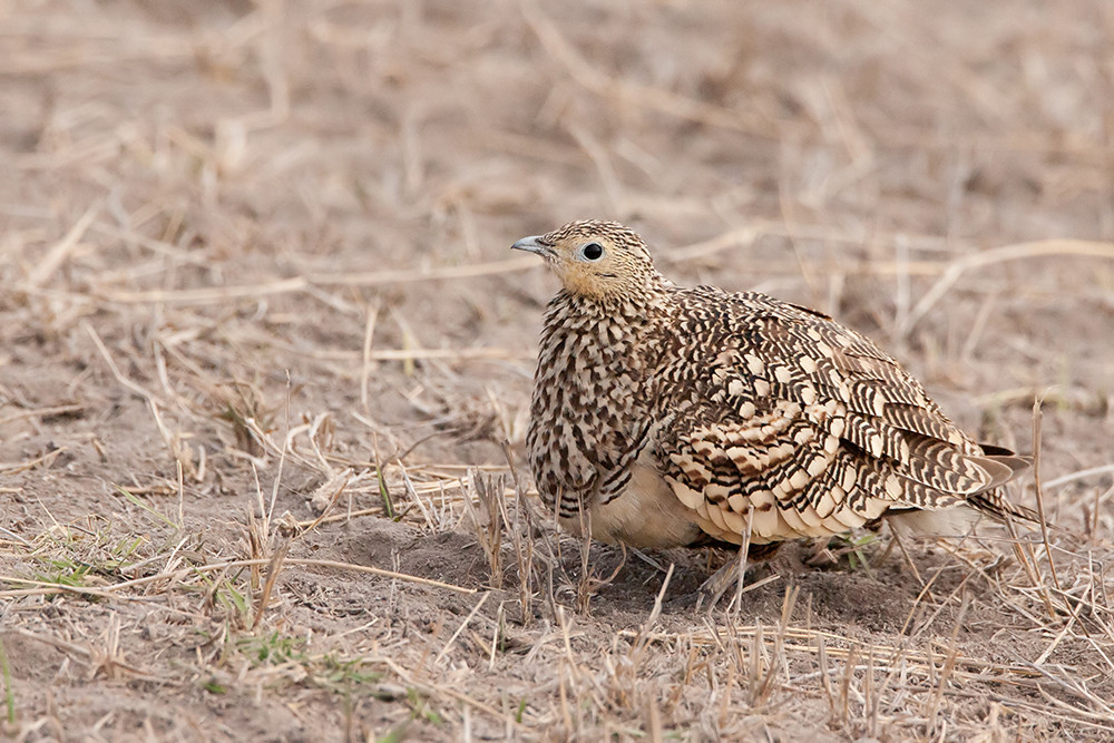 Quail Plover