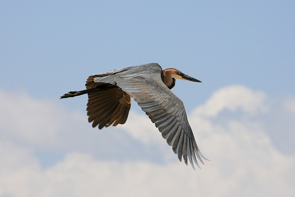 Golliath Heron