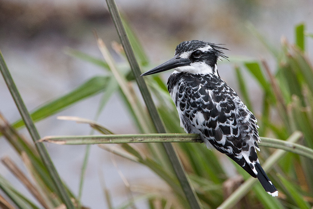 Pied Kingfisher
