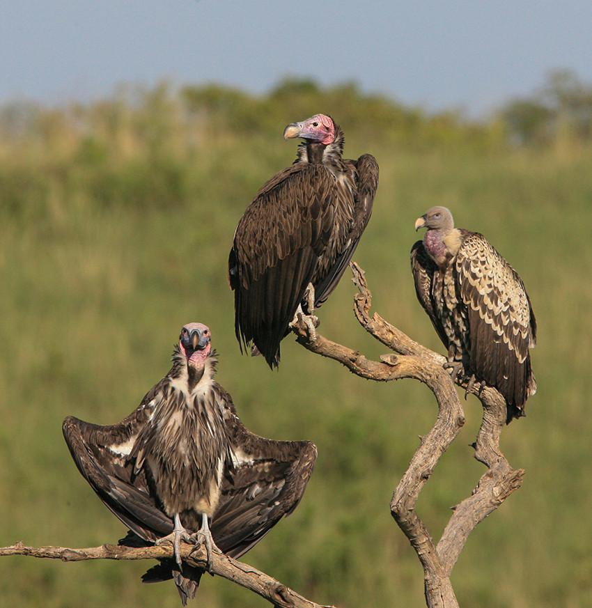 Vultures