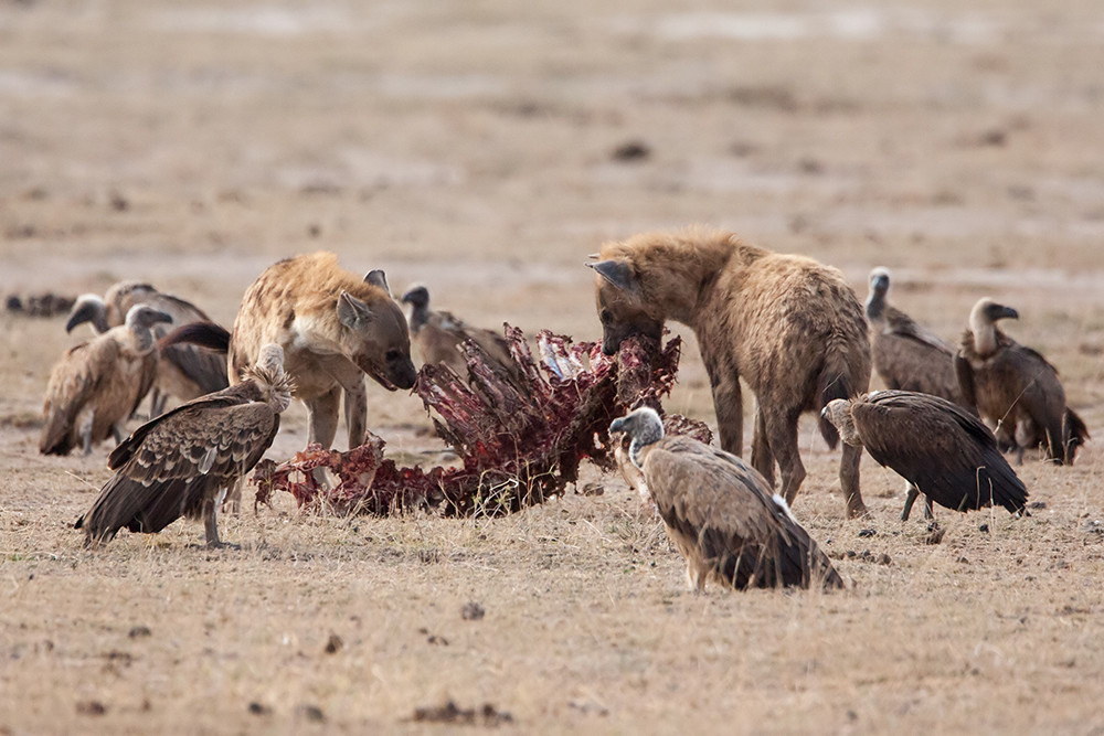 Hyena's with Vultures,