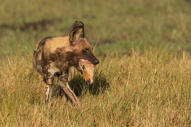 African Wild Dog with Impala head, Afrikaanse Wilde Hond met Impala