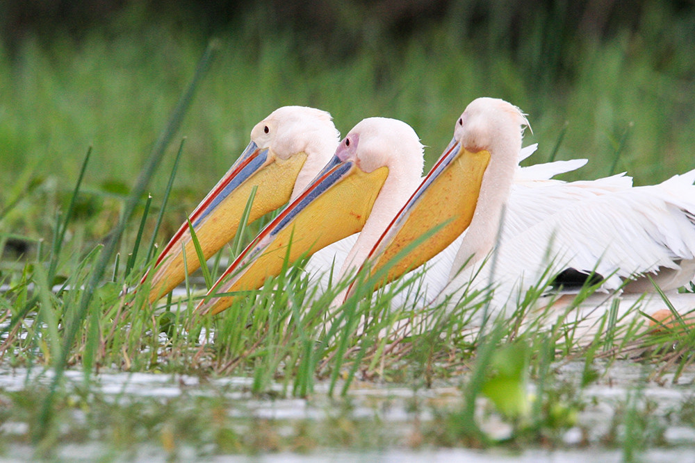 Pelikanen, Pelicans