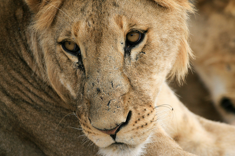 Leeuw, Lion
