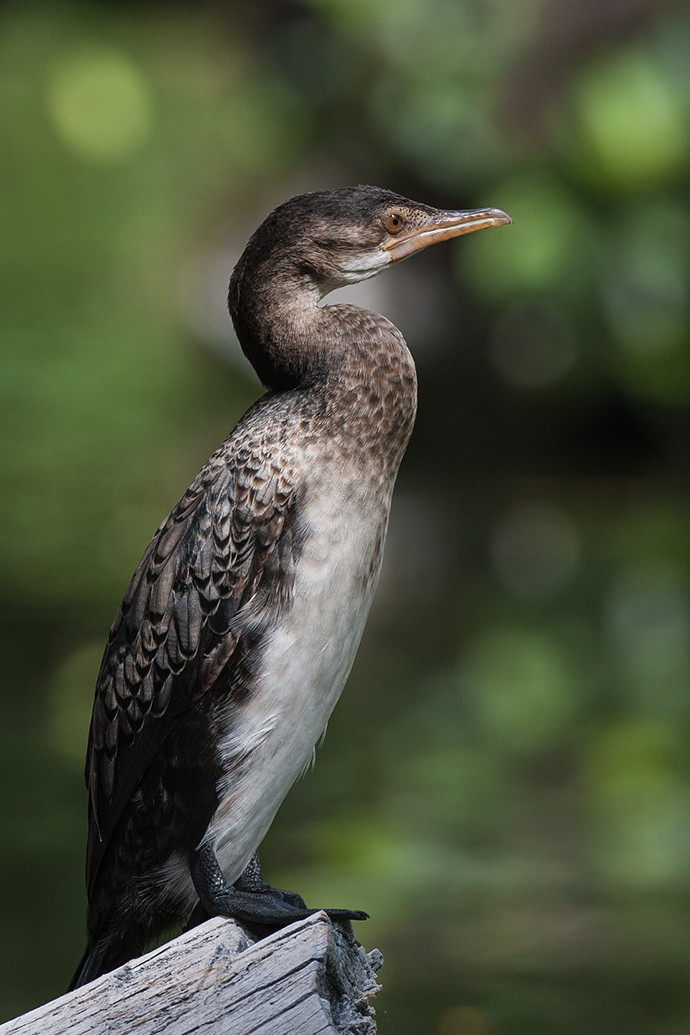 Little Cormorant