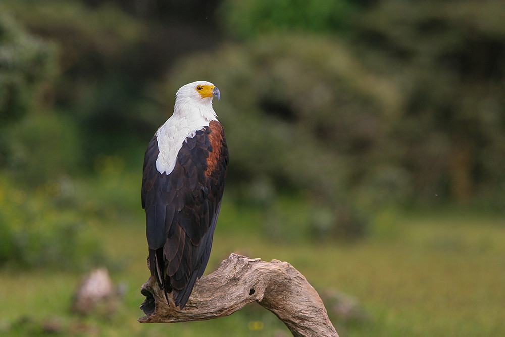 African Fish Eagle