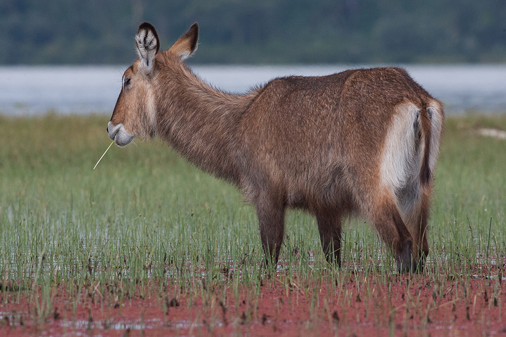 Waterbuck