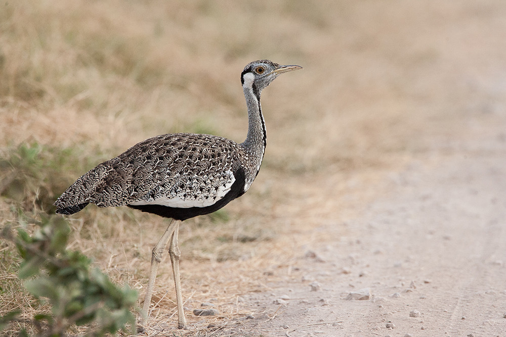 Black Bellied Bustard