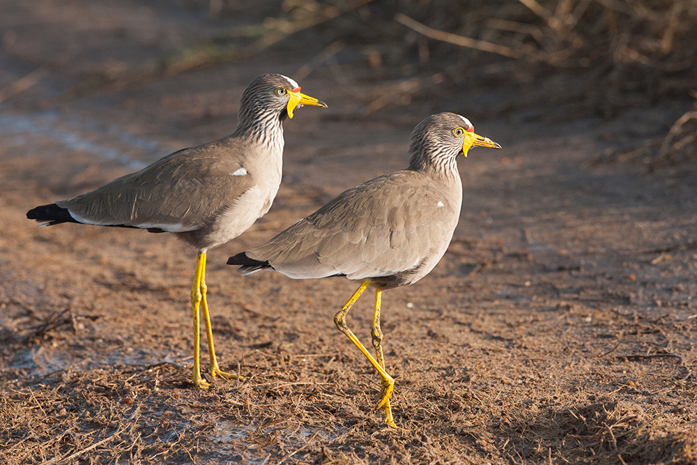 Wattled Plover