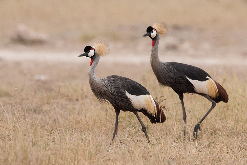 Grey Crowned Crane