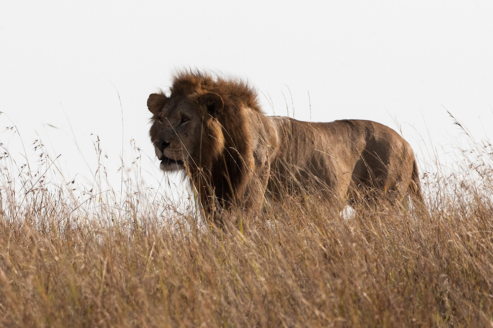 Leeuw, Lion