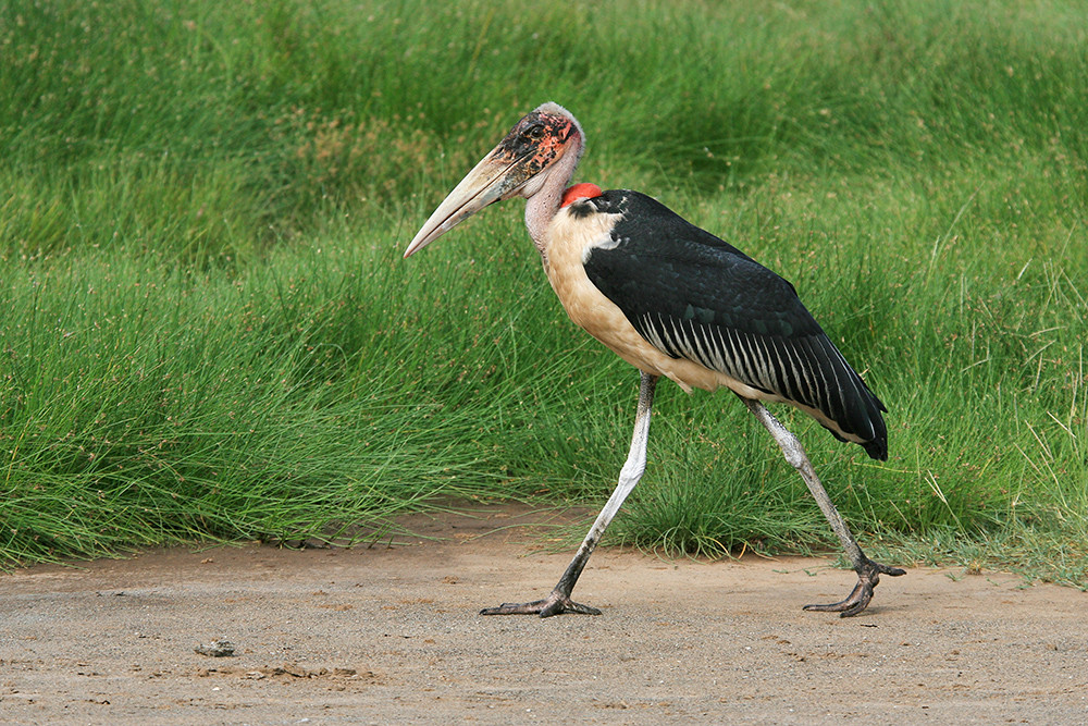 Maribou Stork